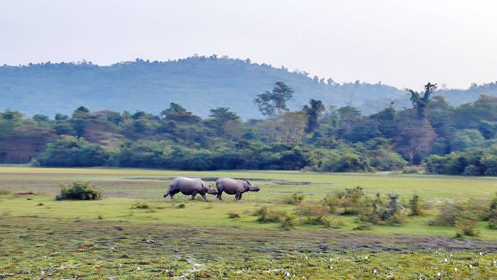 Kaziranga National Park | North East India |&nbsp;2022