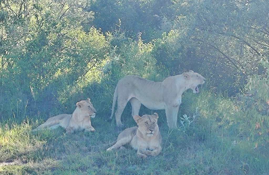 Chasing Lions in Masai&nbsp;Mara